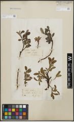Foto von Salix arctica Pall.